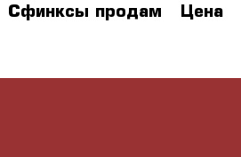 Сфинксы продам › Цена ­ 3 000 - Красноярский край Животные и растения » Кошки   . Красноярский край